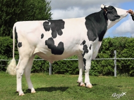 DOSE TAUREAU GALOSH ISY - NFR2258212809 - 6682067