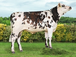 DOSE TAUREAU OKITANIA - NFR2258273022 - 5694158