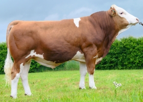 DOSE TAUREAU TINTIN - NFR2259715184 - 35A2068