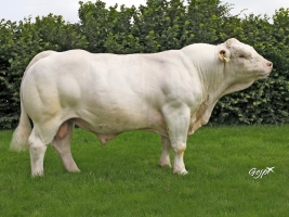 DOSE TAUREAU JOGGING - NFR2314105145 - 3889076