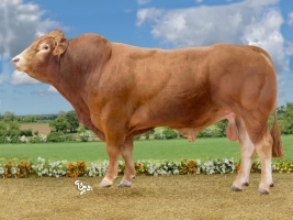 DOSE SEXEE FEM 90 TAUREAU POUMBA - XFR2320119311 - 3497664