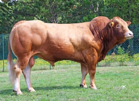 DOSE TAUREAU POKER - NFR2320129523 - 3496768