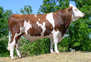 DOSE TAUREAU ULGARI - NFR2520929417 - 46A3466