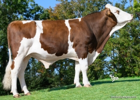 DOSE TAUREAU VERANO - NFR2533293752 - 46A3856