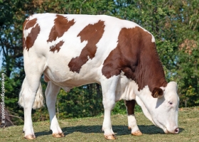 DOSE TAUREAU PARAGUAY - NFR2551169039 - 4696020
