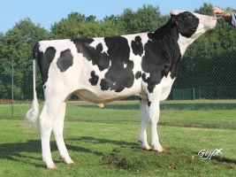 DOSE TAUREAU LOGIC PP - NFR2837624672 - 6689373