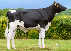 DOSE TAUREAU VOXPOPULI - NFR2919139304 - 66A3894