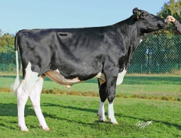 DOSE TAUREAU SONIBEST - NFR2928466923 - 6698413