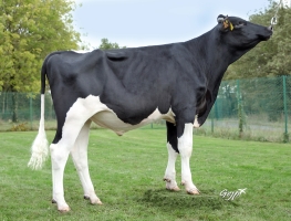 DOSE TAUREAU TIAMOR - NFR2929163914 - 66A1226