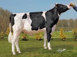 DOSE TAUREAU JEWALD - NFR2933592318 - 6688319