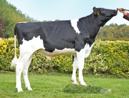 DOSE TAUREAU RODDICK - NFR2933739213 - 6697187