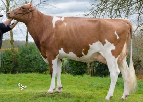 DOSE TAUREAU RANOUKO P - NFR2935886401 - 1997483