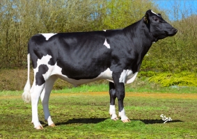 DOSE TAUREAU APOLLON PP - NFR2938951925 - 66A4588
