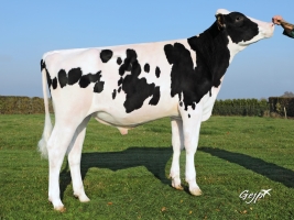 DOSE TAUREAU NEMON - NFR2940934607 - 6692803