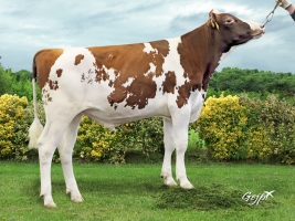 DOSE TAUREAU OLIST P - NFR2941423013 - 1995024