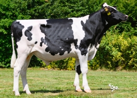 DOSE TAUREAU VOLTAIRE - NFR2941423468 - 66A3890