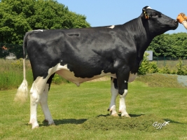 DOSE TAUREAU GLORIEUX - NFR2951520497 - 6681807