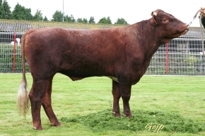 DOSE TAUREAU ALOUR - NFR2956101444 - 4371171