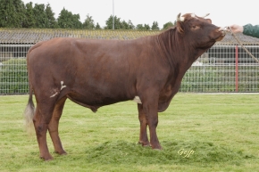 DOSE TAUREAU AVEN - NFR2960481001 - 4371170
