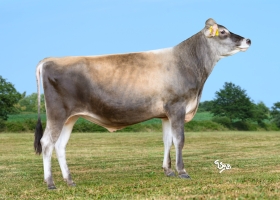 DOSE TAUREAU VJ AMON P - NFR2961002860 - 15A4892