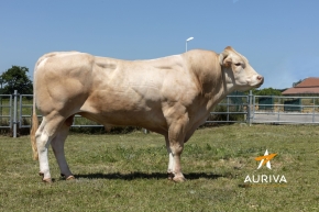 DOSE TAUREAU LARGO - NFR3100035132 - 7990671