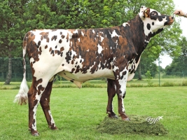 DOSE TAUREAU ONLY VAL - NFR3511103726 - 5694128