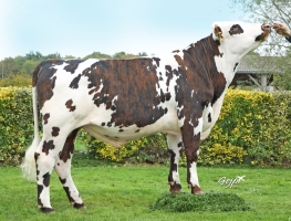 DOSE TAUREAU SOLOVAL - NFR3511104110 - 5698849