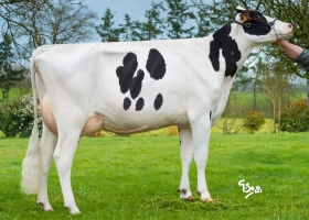 DOSE TAUREAU LOKAZ - NFR3523822185 - 6690087
