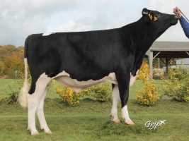 DOSE TAUREAU LOYAL - NFR3527842910 - 6688738