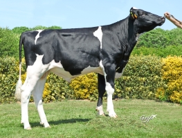 DOSE TAUREAU SUMMUM - NFR3531064433 - 6698418