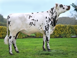 DOSE TAUREAU PARADIS - NFR3534067518 - 5695638