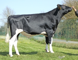 DOSE TAUREAU RENNAIS - NFR3536377183 - 6696986