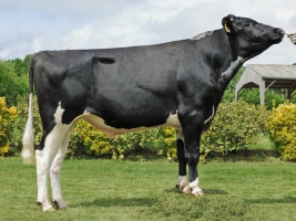 DOSE TAUREAU NERON - NFR3541507815 - 6691937