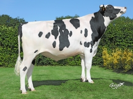 DOSE TAUREAU LEADER - NFR3558442129 - 6688352