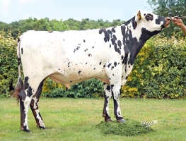 DOSE TAUREAU TALENSAC - NFR3567582894 - 56A0811