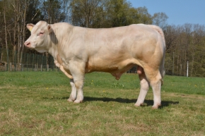 DOSE TAUREAU MYDREAM - NFR3702861664 - 3892602