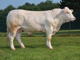 DOSE TAUREAU MUSCLOR - NFR3702861675 - 3892603