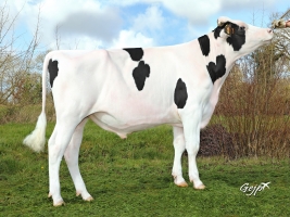 DOSE TAUREAU MALTACHE - NFR3719541657 - 6691429