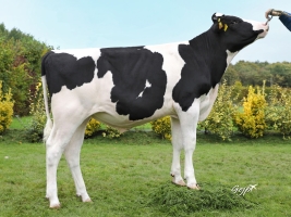 DOSE TAUREAU MAINLY - NFR3722376622 - 6691430