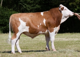 DOSE TAUREAU SEDUISANT - NFR3917361682 - 3598231