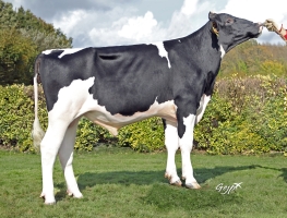 DOSE TAUREAU TAVERNIER - NFR4117432171 - 66A1007