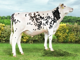 DOSE TAUREAU ORGANIC - NFR4118995443 - 5694163