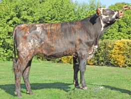 DOSE TAUREAU SAVIGNY - NFR4124191889 - 5698853