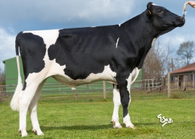 DOSE TAUREAU NAIRWAY - NFR4242715459 - 6692576