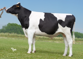 DOSE TAUREAU EDELWEISS - NFR4309210499 - 6678032