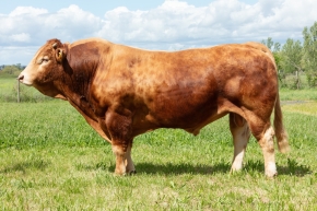 DOSE TAUREAU ONIWER - NFR4318039457 - 3496308