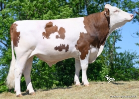 DOSE TAUREAU UDINCOURT - NFR4322265634 - 46A3477