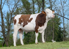 DOSE TAUREAU VIXEN - NFR4324236271 - 46A4537