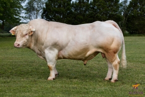 DOSE TAUREAU HULKEXC - NFR4341165838 - 3886334