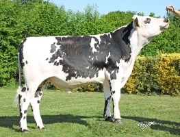 DOSE TAUREAU SOLSTICE - NFR4423766820 - 5698854